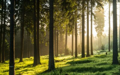 Klimaschutz und Klimaanpassung erstmals Kurs an sechs Thüringer Volkshochschulen – Arnstadt ist dabei