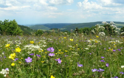 Insektenschutz: Großprojekt für artenreiche Bergwiesen im Thüringer Wald | 1,5 Mio. Euro Förderung durch Umweltministerium