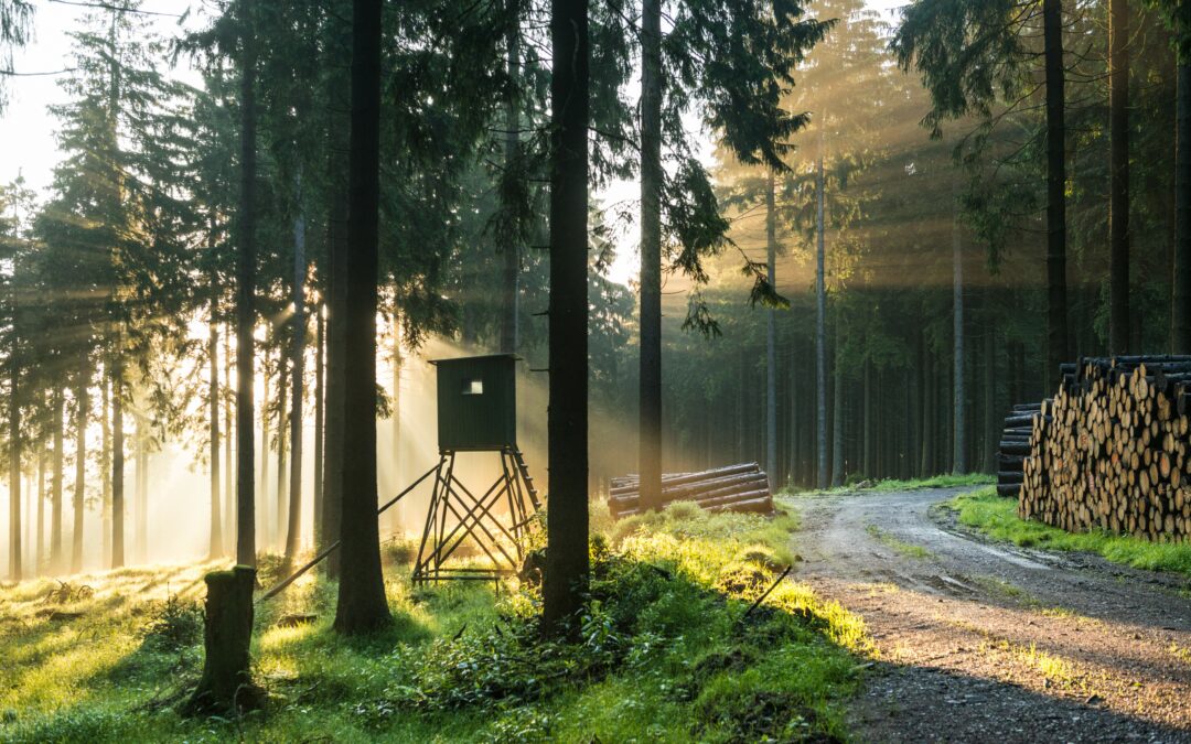 Neues Rahmenkonzept für das UNESCO-Biosphärenreservat Thüringer Wald bis 2030