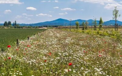 Insektenschutz: 21 Gewinner im Wettbewerb „Mehr Natur in Dorf und Stadt“ – 5 Gewinner aus dem Thüringer Bogen