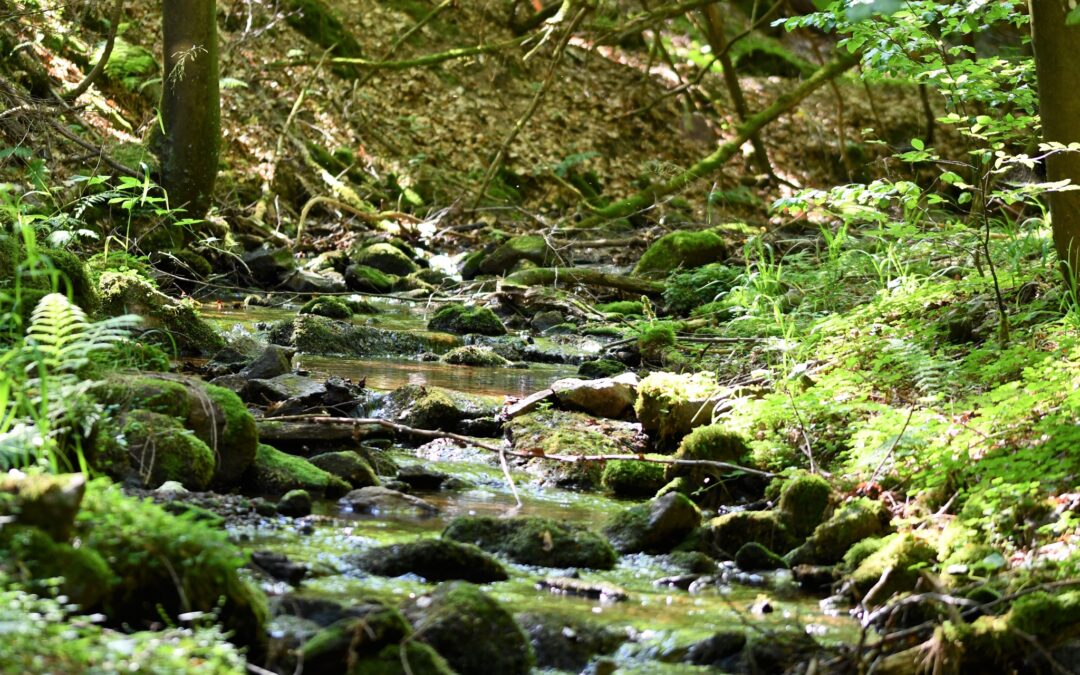 Zukunft der Thüringer Urwaldpfade – Zu finden auch im Thüringer Bogen