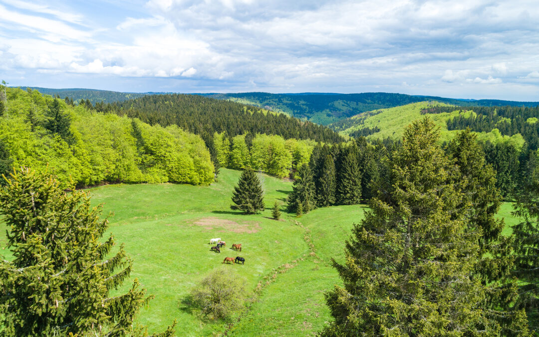 Naturschutzgroßprojekt „Bäche, Moore und Bergwiesen im Thüringer Wald“ offiziell gestartet