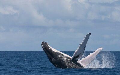 Wale und Delfine schützen: Medienstudierende der TU Ilmenau arbeiten mit Whale and Dolphin Conservation (WDC)