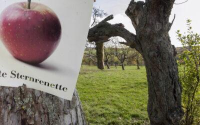 Seltene Obstsorten werden auf Hainas Streubobstwiesen kultiviert