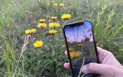 TU Ilmenau: Neue KI für Flora Incognita