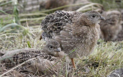 „Rebhuhn retten – Vielfalt schützen!“- Natura 2000-Station Gotha/Ilm-Kreis engagiert sich beim Schutz von Rebhühnern