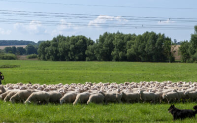 Landesmeisterschaft Altdeutscher Hütehunde im Landkreis Gotha ausgetragen