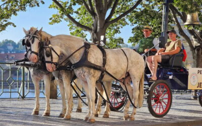 Der Pferdefriedensglockentreck mit Crawinkler Landwirt ist in Prag angekommen – „Es war sensationell!“